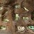 Mole rats and their burrows Mole rats and their burrows