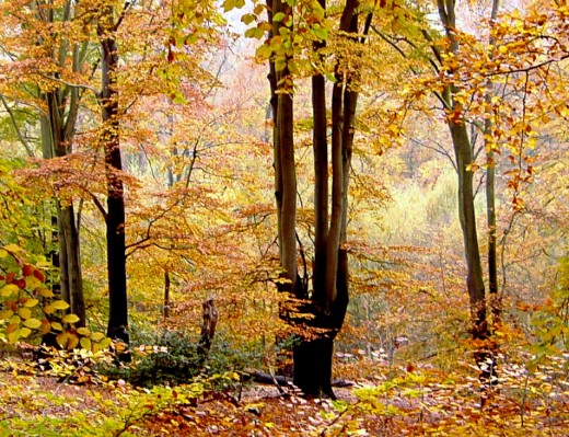Autumn Elegance