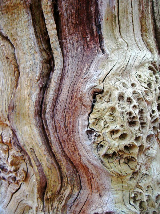 Oak bark pattern