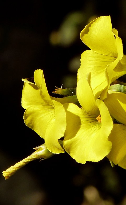 Golden Trumpets Heralding the coming Spring 