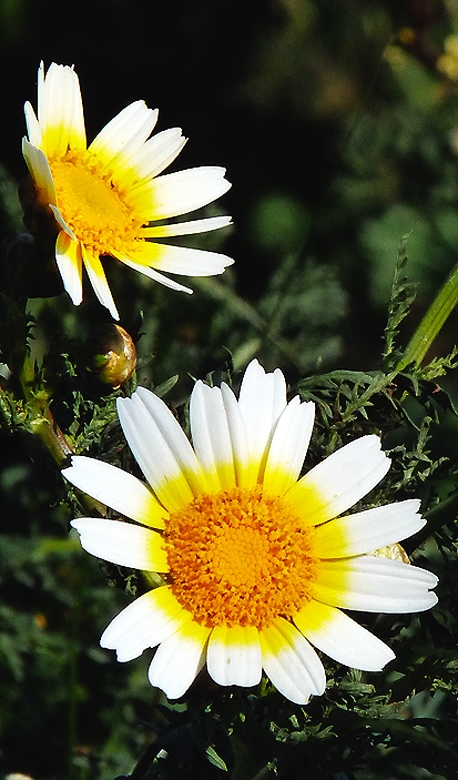 Large daisy like flowers