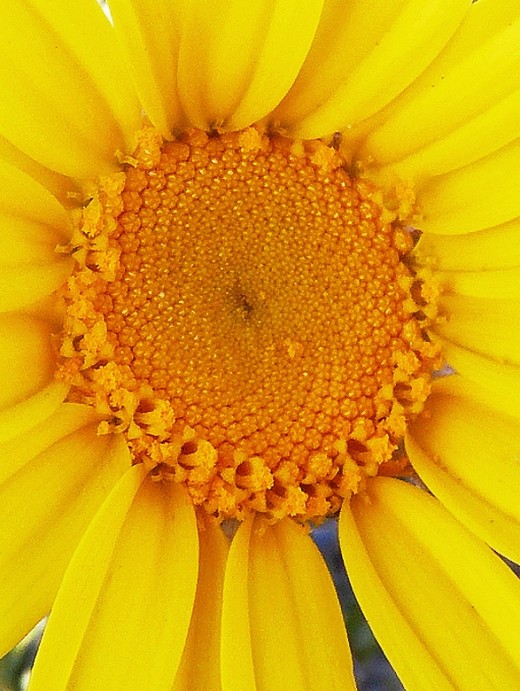 Large yellow daisy like flower