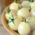 Cherry tomatoes in its white color. (Italian Ice) Cherry tomatoes in its white color. (Italian Ice)
