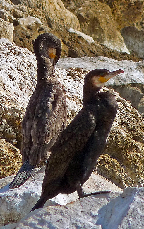 They are striking looking birds
