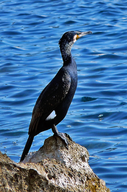 This one I thought looked very regal