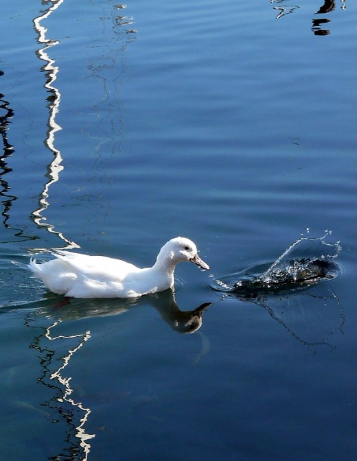 The fish got there first
