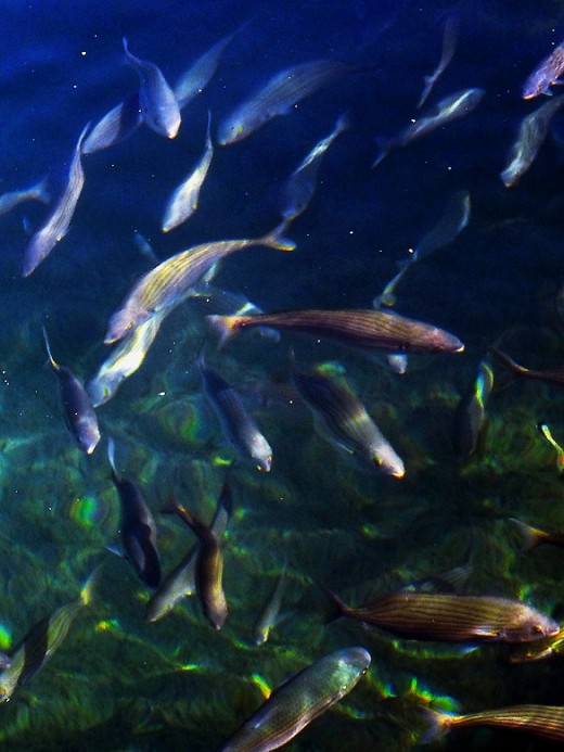 The water teemed with large fish