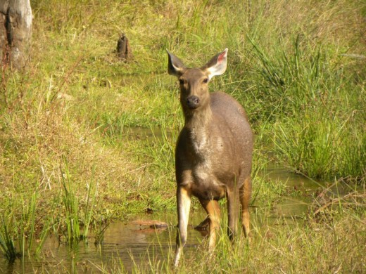 Sambar Deer
