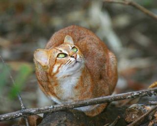 Rusty Spotted Cat Bandhavgarh