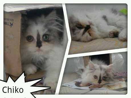 My sweet little kitten, Chiko Cesare
