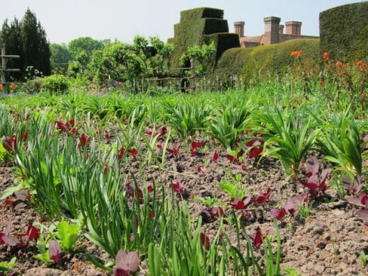 Spring vegetable garden at Great Dixter House in Northiam, East Sussex. Great Britain.