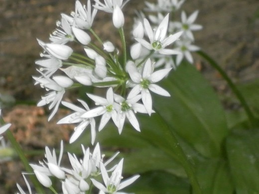 Wild Garlic