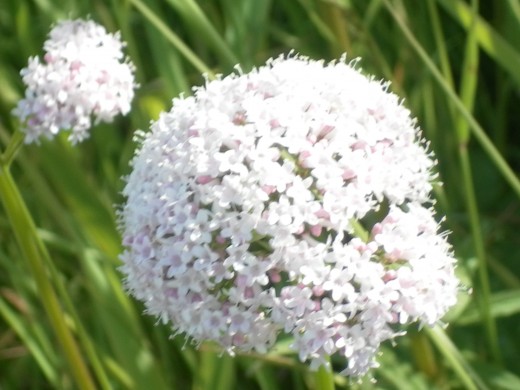 Greater Burnett Saxifrage
