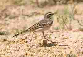 Tawny Pipit, more delicate and not so firmly marked