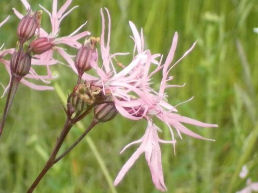 Ragged Robin