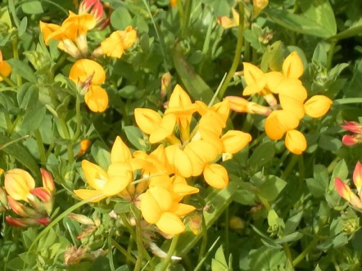 Bird's foot trefoil