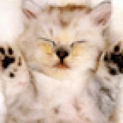 Willow81 profile image