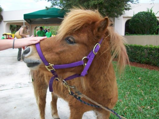 A beautifully groomed pony