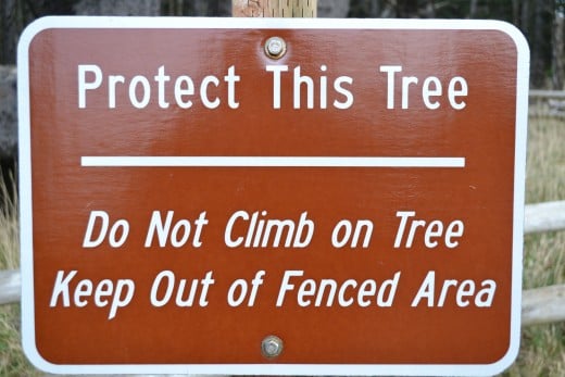 Protect the Octopus Tree