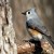 Tufted Titmouse on Branch, Taken Through My Window Tufted Titmouse on Branch, Taken Through My Window