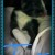 This is the kitten I had. I named him Tux. This is the kitten I had. I named him Tux.