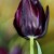 Black tulip - dark purple.