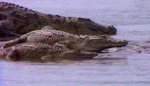 gustave croc krokodil peliculas dinosoria hechos eaters basadas reales