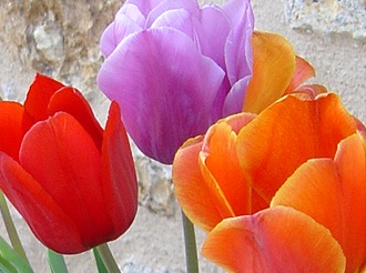 Tulip bulbs