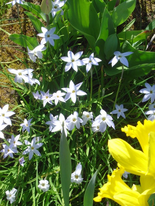 Daffodils and pretty little spring bulbs (what are these?)!