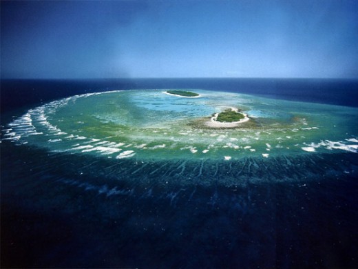 Organic Sedimentation - Coral Reef 