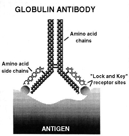 locks on to the antigen with its Y shaped antenna