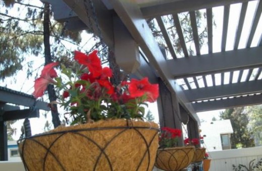 Hanging petunias for the hummingbirds