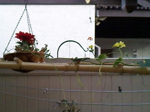 Look at this one hummer. It likes perching there and guarding this one feeder. I named this hummer Ozzy.