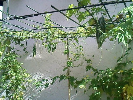 Bitter melon plants from the container.