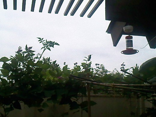 While the camote vines are creeping under, another vegetable vine is using this trellis on the other side of the patio.