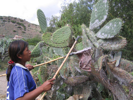 Harvesting Cochineal