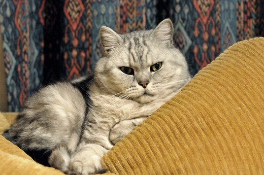 Pets need a safe home.