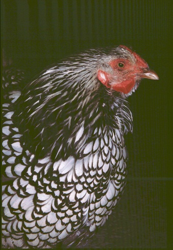 Henny Penny - the office chicken