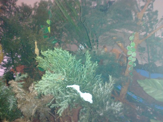 Trees, birds, nests