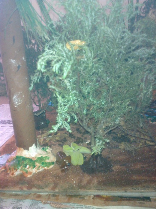 Fox, shrubs and some trees