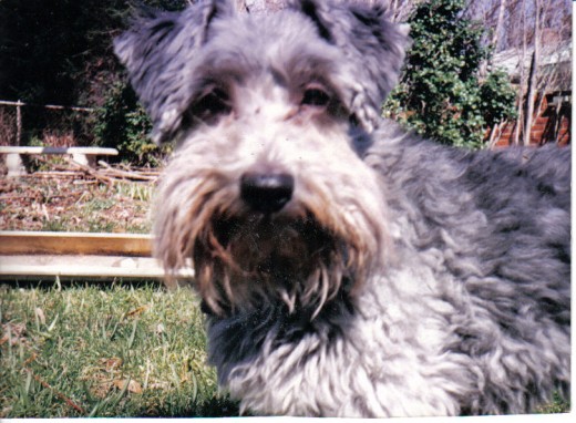 Schnoodle (c) Jmathias on en.wikipedia.org