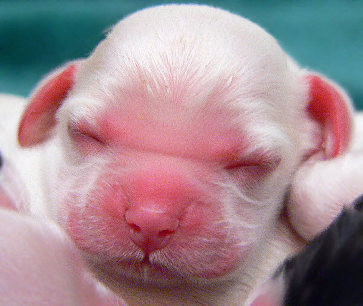 Newborn Puppies. What You Need To Know | HubPages