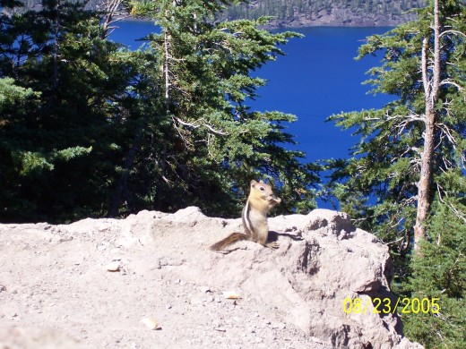 Crater Lake wild life ;)