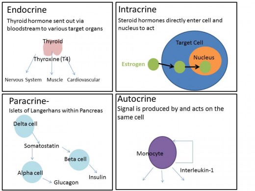 Four actions of hormones and hormone-like signals, including classic hormone action known as Endocrine. The variation where hormones can enter cells is known as Intracrine.