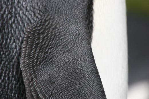 Shiny feathers overlap to protect their skin. Much more dense than other birds. Tufts of down are on the shafts of feathers for more insulation.