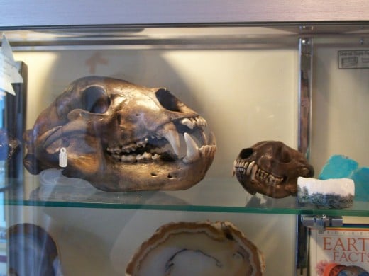 Animal skulls in odd shop; Our death pieces :)