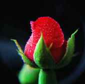 The personification of a Rose.