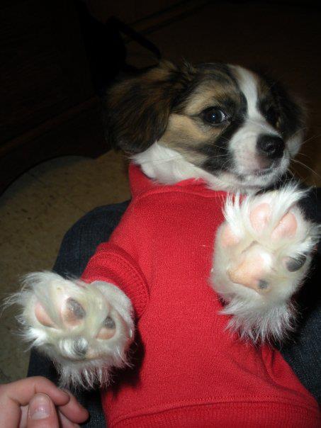 Dog (and puppies!) use an internal central heating system to keep their paw pads warm, even while walking on snow and ice.