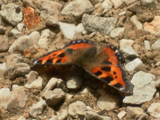 Small Tortoiseshell Butterfly 