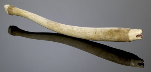 Walrus Baculum - Carved